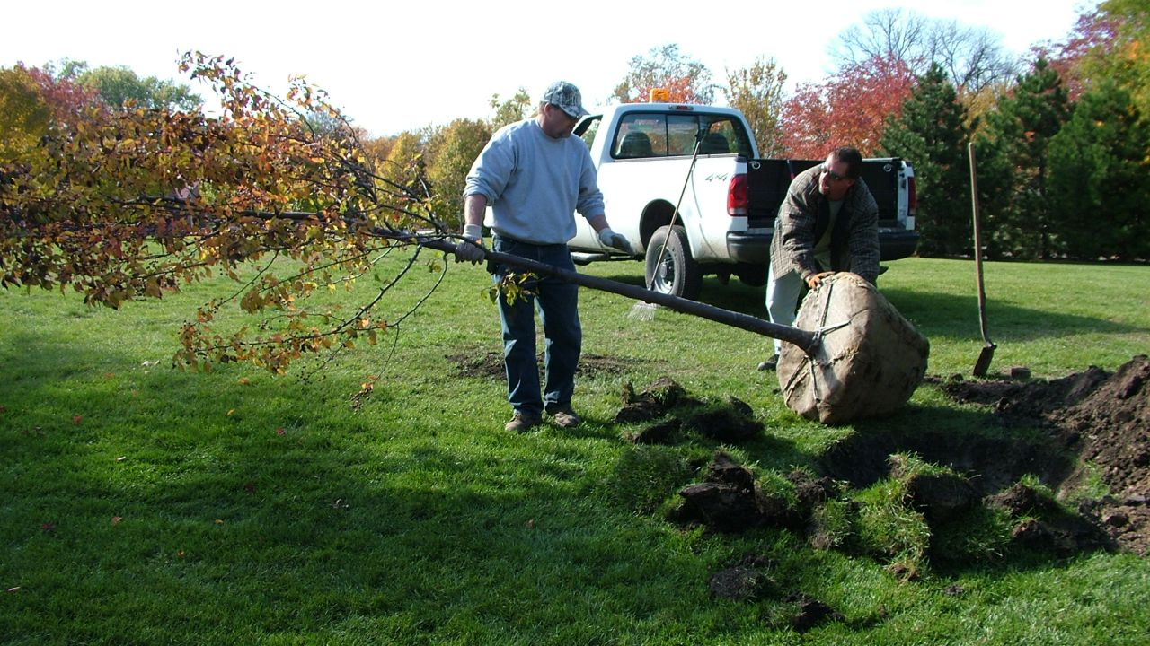 Planting a Tree Memorial