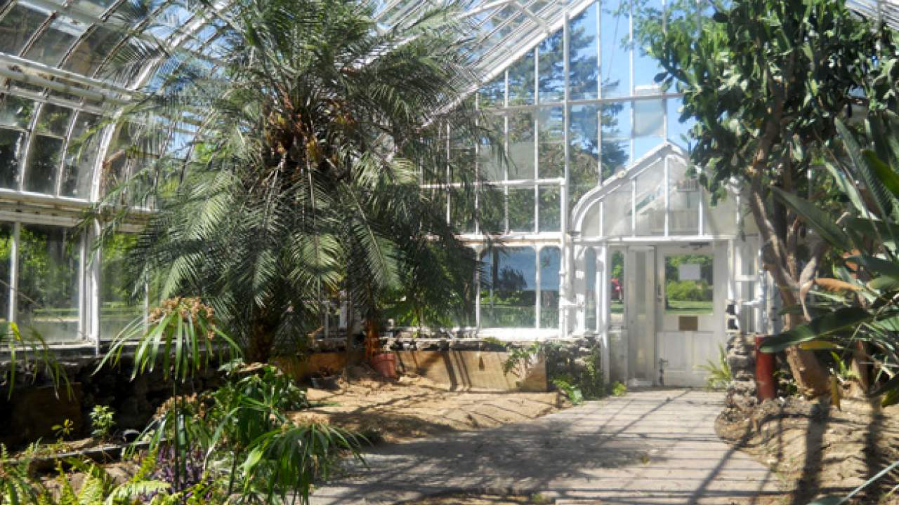 Wilder Park Conservatory & Greenhouse Restoration - Where Did The Plants Go?