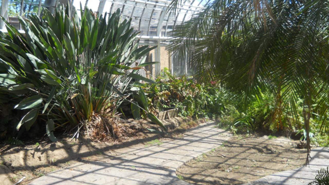 Wilder Park Conservatory & Greenhouse Restoration - Where Did The Plants Go?