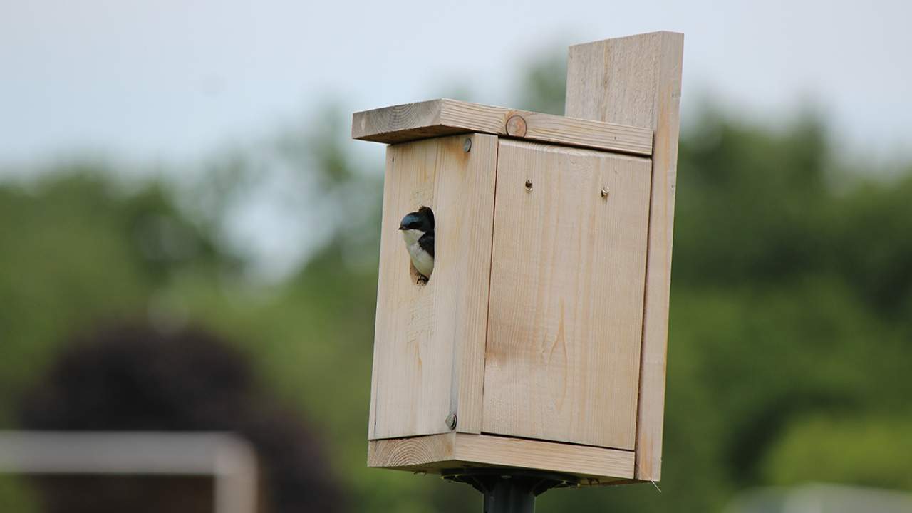 Bird house box, Eldridge Park, Elmhurst, IL