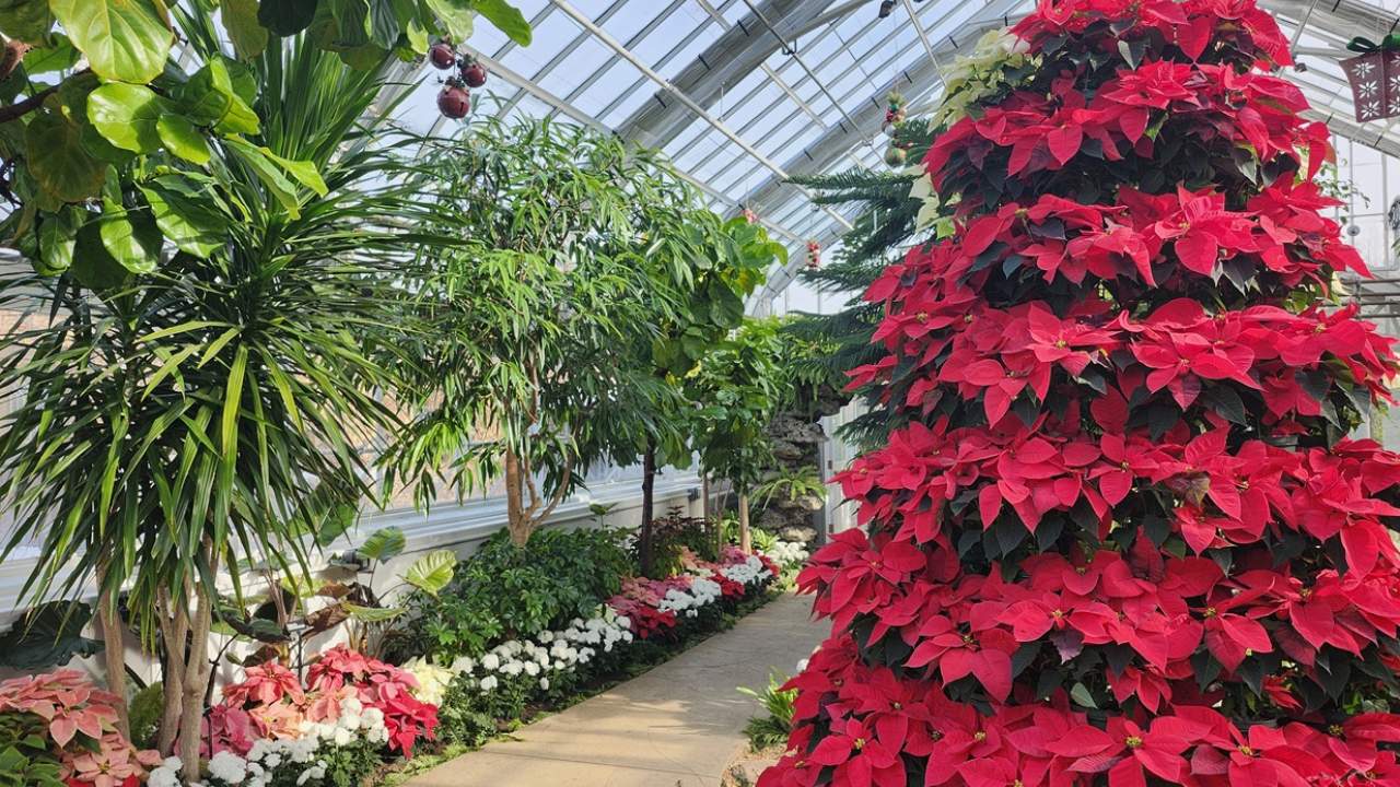 Holiday Flower Show at Wilder Park Conservatory