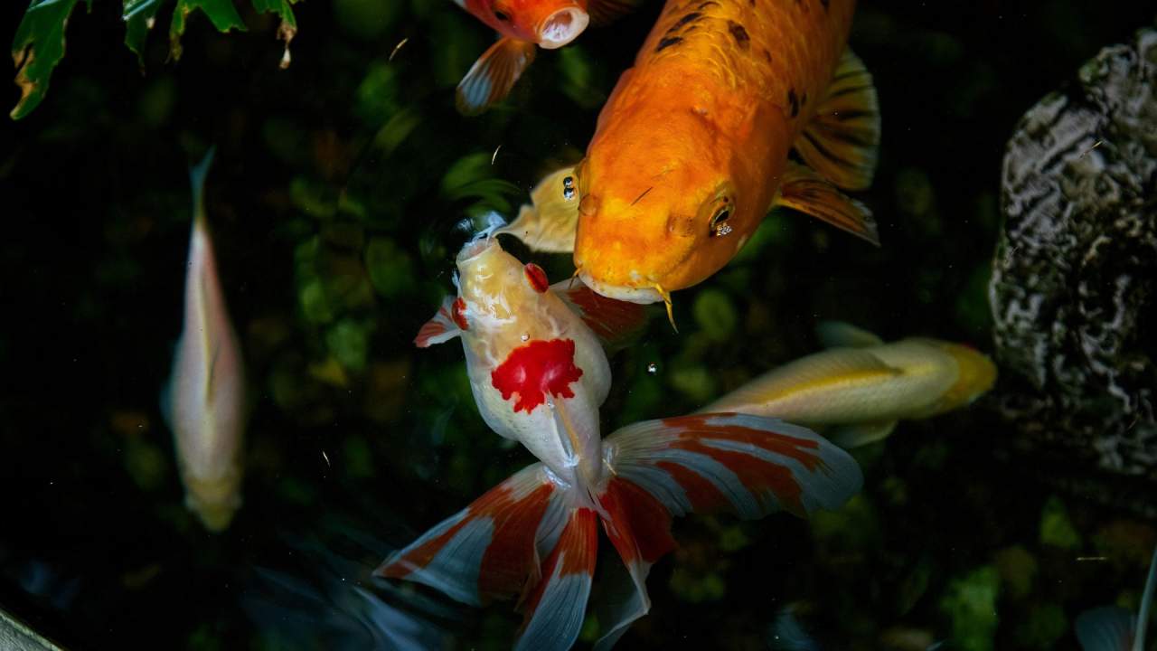 Koi pond