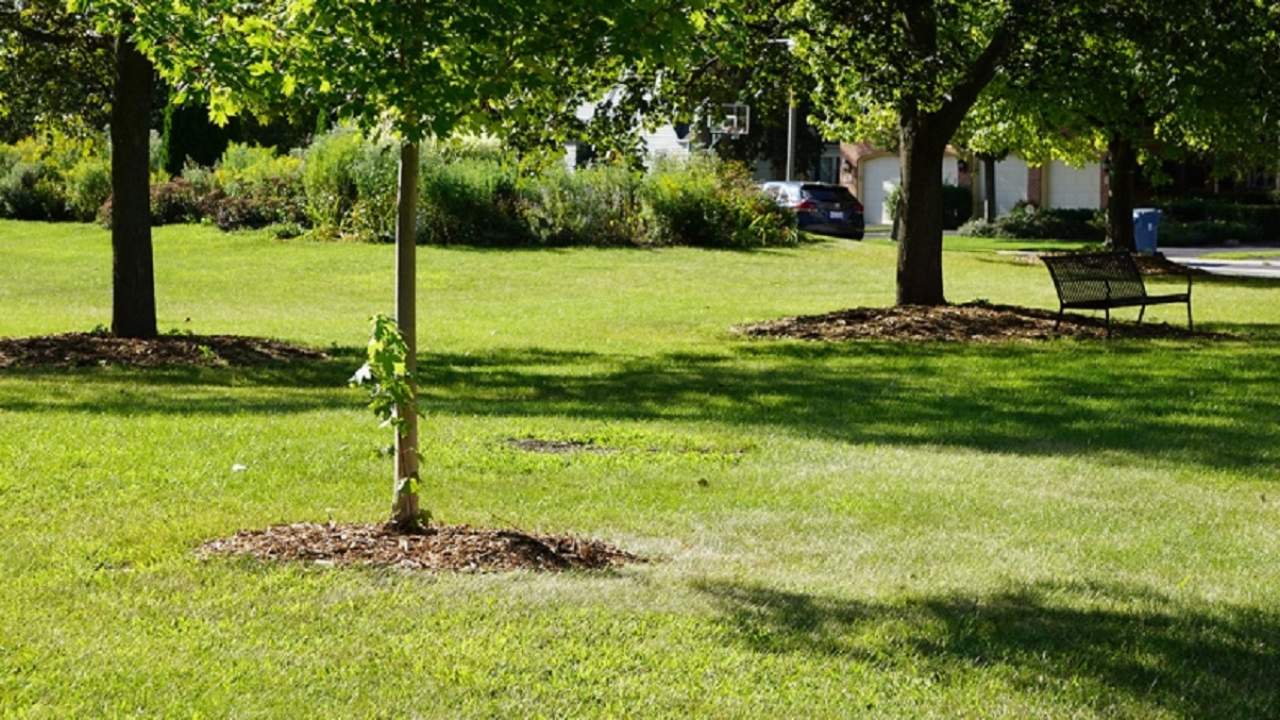 tree in a park