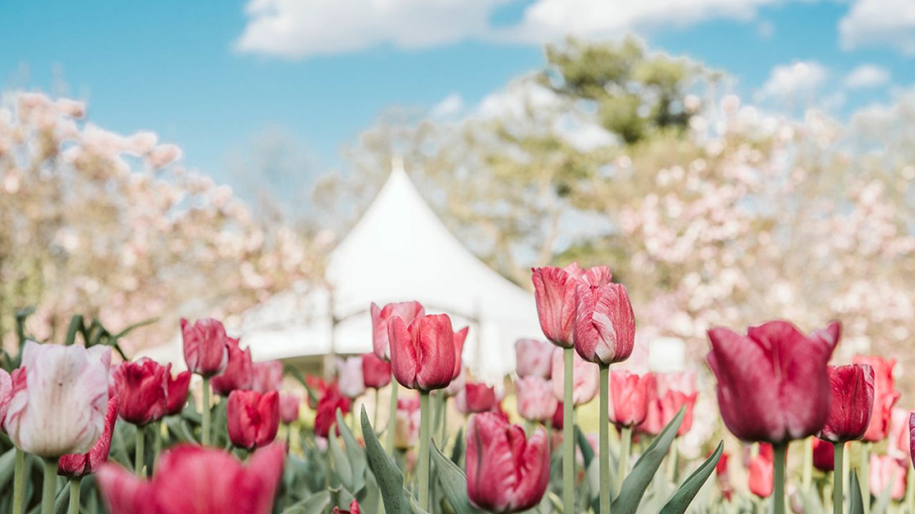 Formal wedding garden, Elmhurst, IL Wilder Park