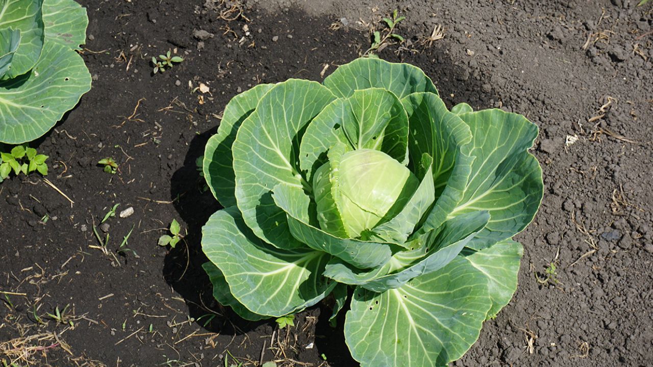 Garden Plots