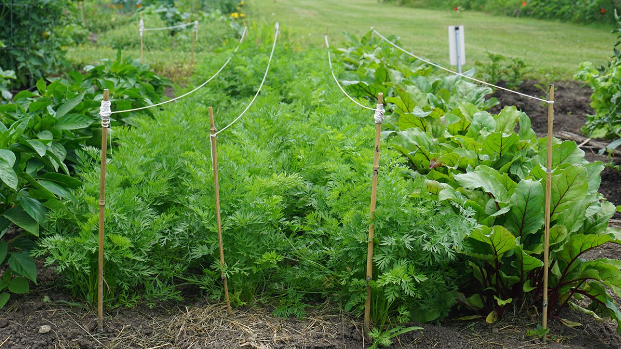 Garden Plots