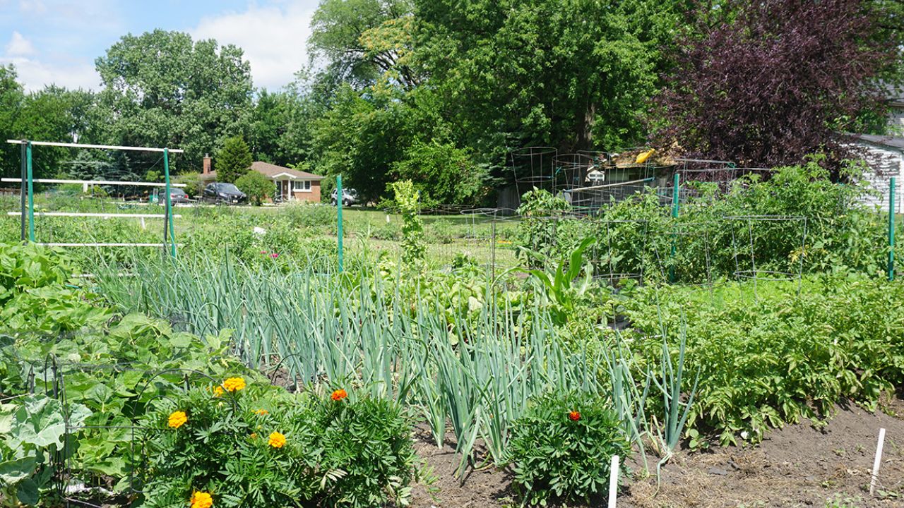 Garden Plots