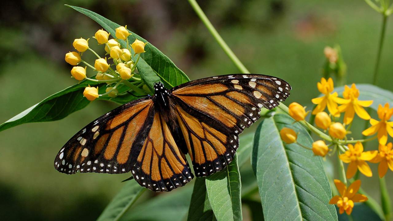 Monarch Butterfly