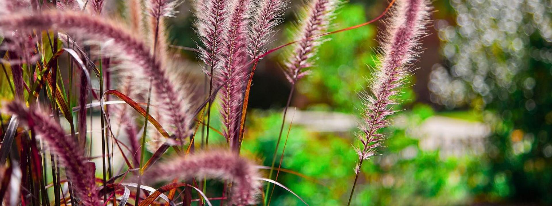 Close-up of purple fountain grass with blurred green foliage in the background.