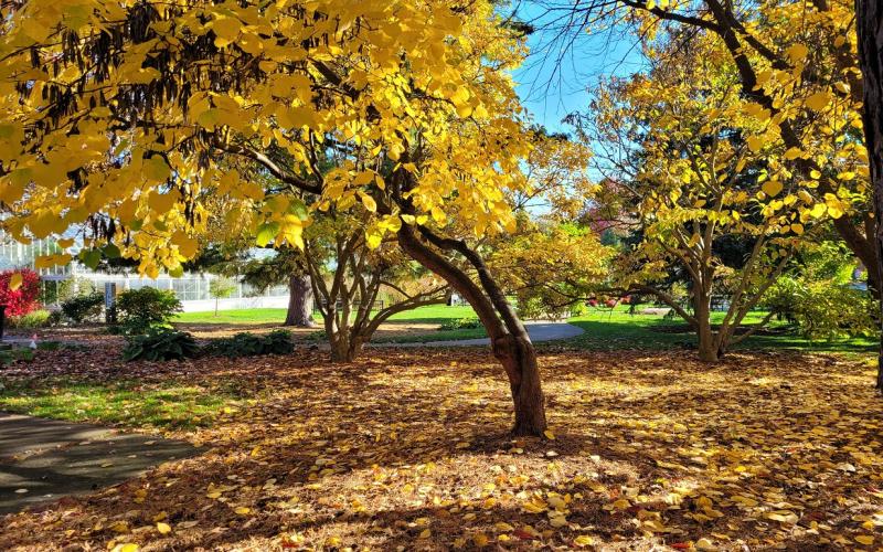 Fall tree with fall leaves scattered on the ground
