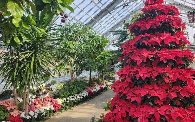 Holiday Flower Show at Wilder Park Conservatory
