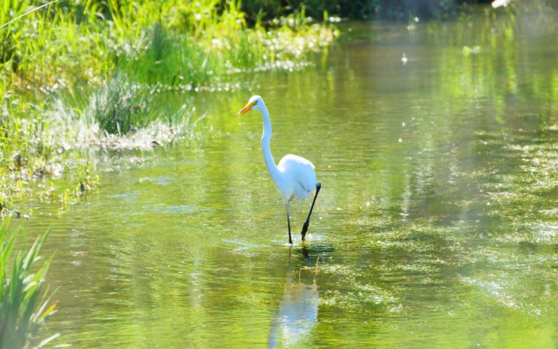 White egret in water surrounded by green grass