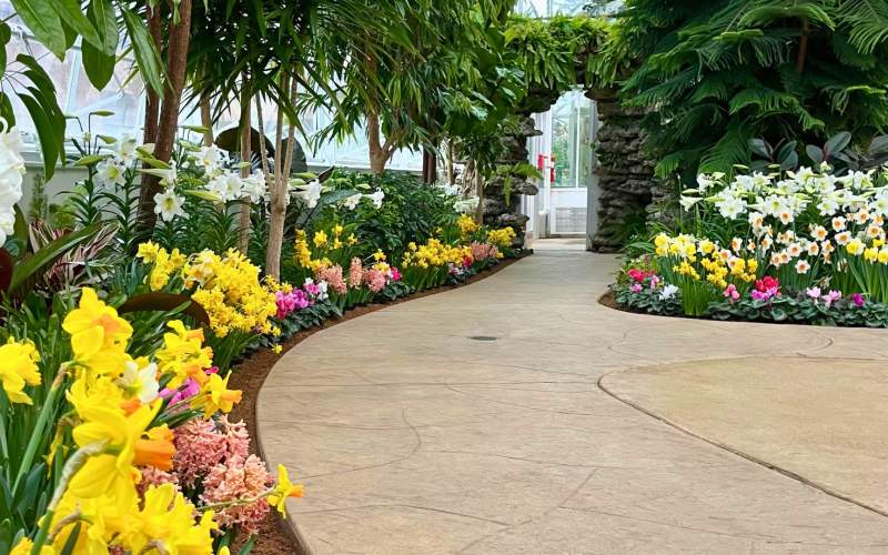 Spring Flower Show at Wilder Park Conservatory