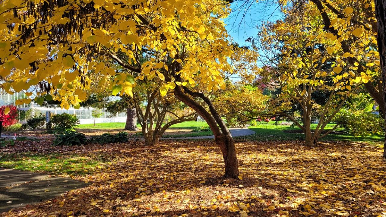 fall trees
