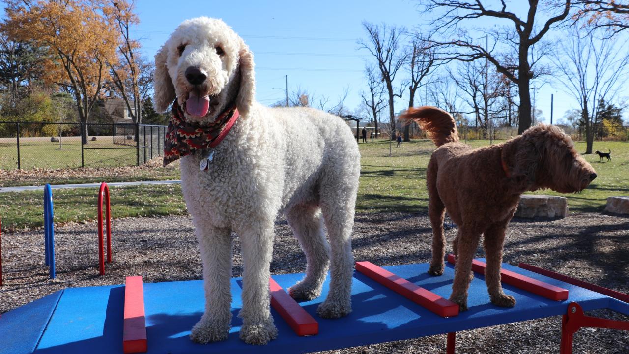 Canine Corner dog