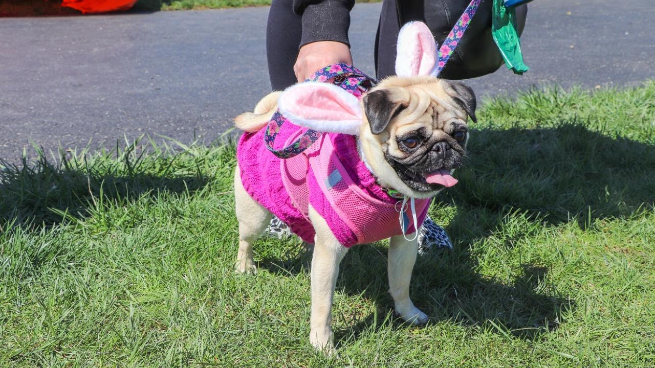 Dog dress in a bunny costume