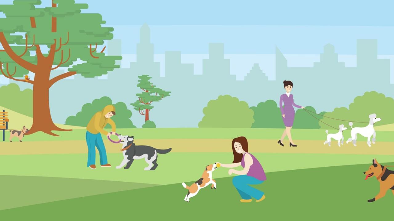 dog park