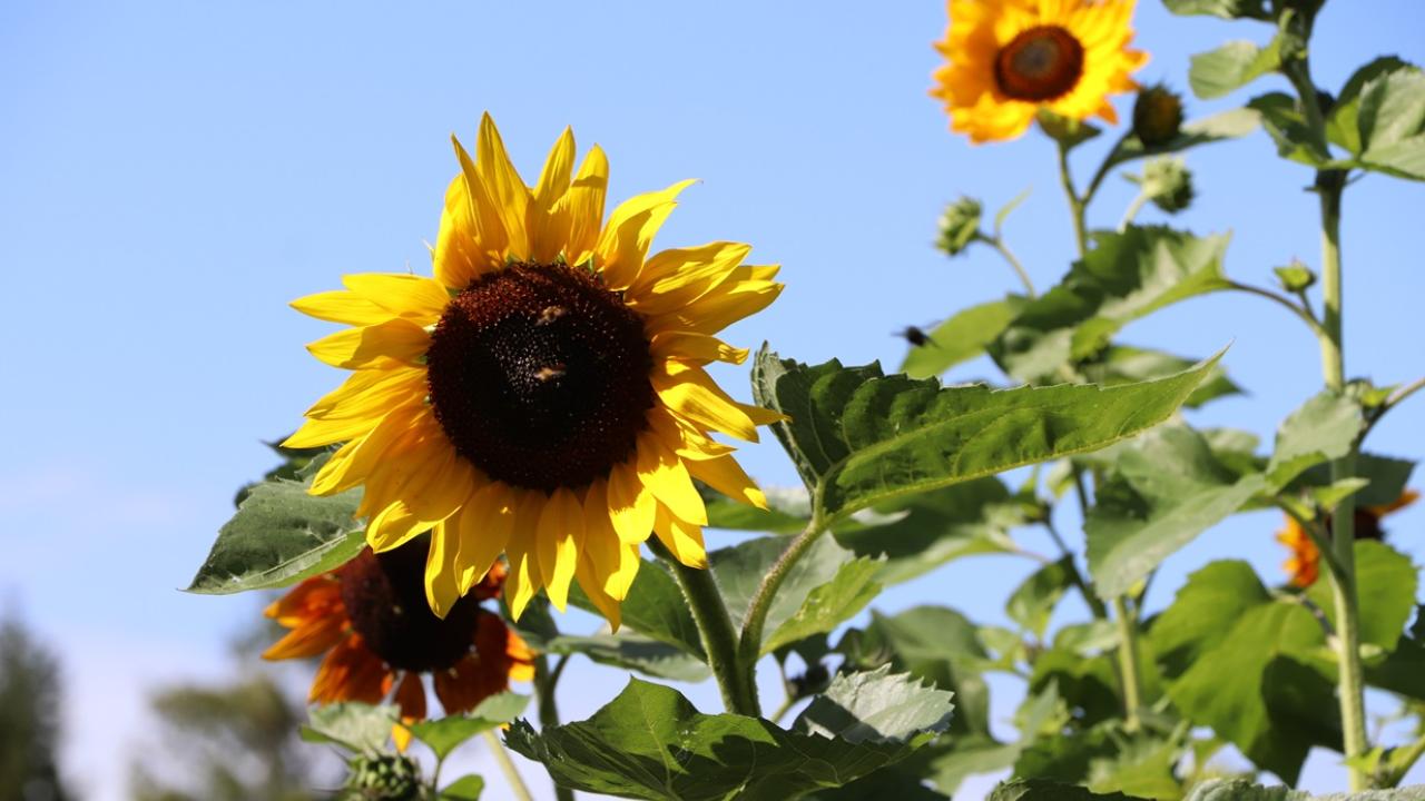 Garden Plots