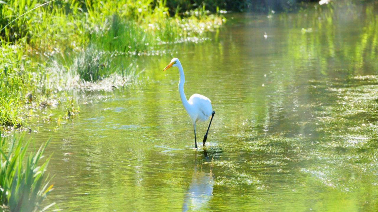 White egret in water surrounded by green grass