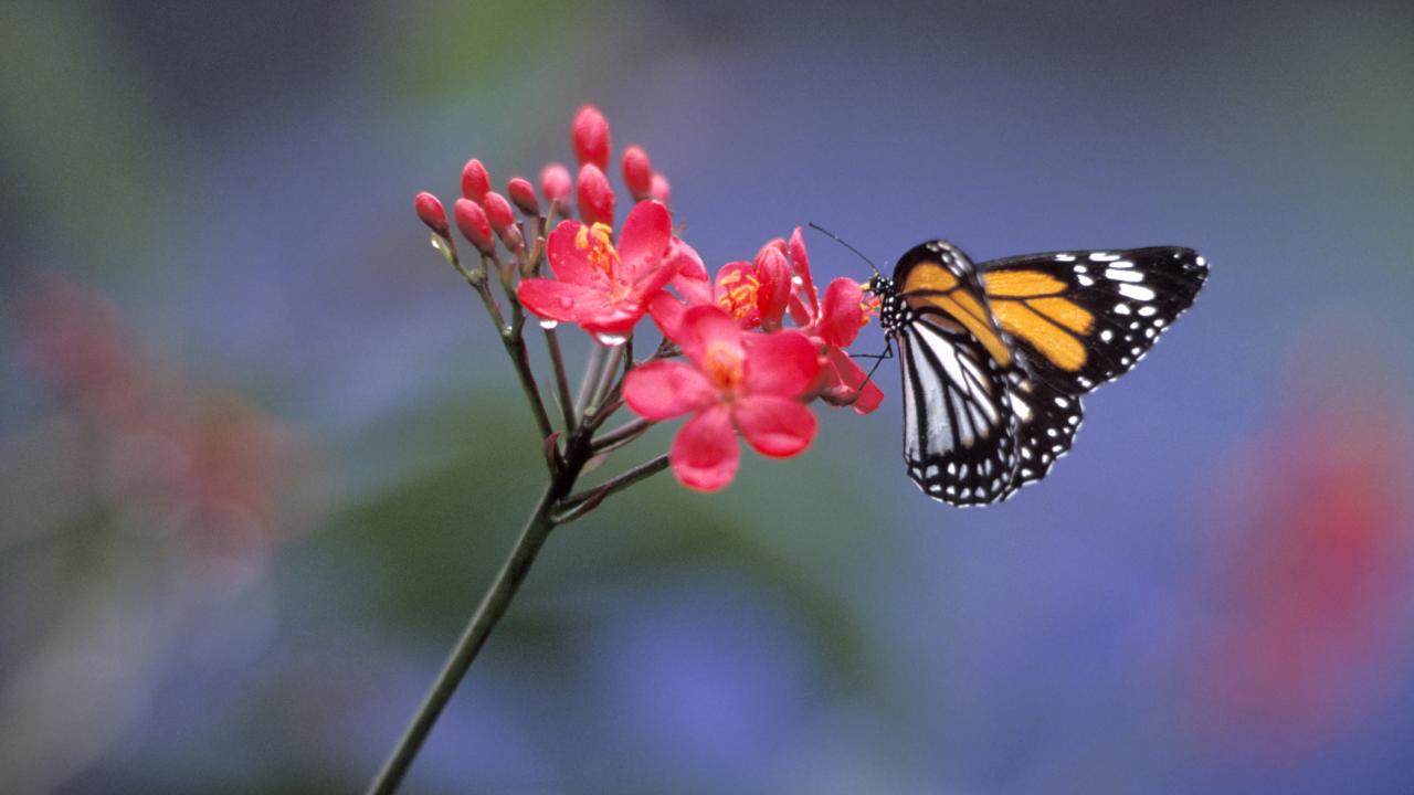 Monarch butterfly